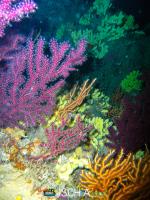 Diving_Sub_Ischia_mare-1003