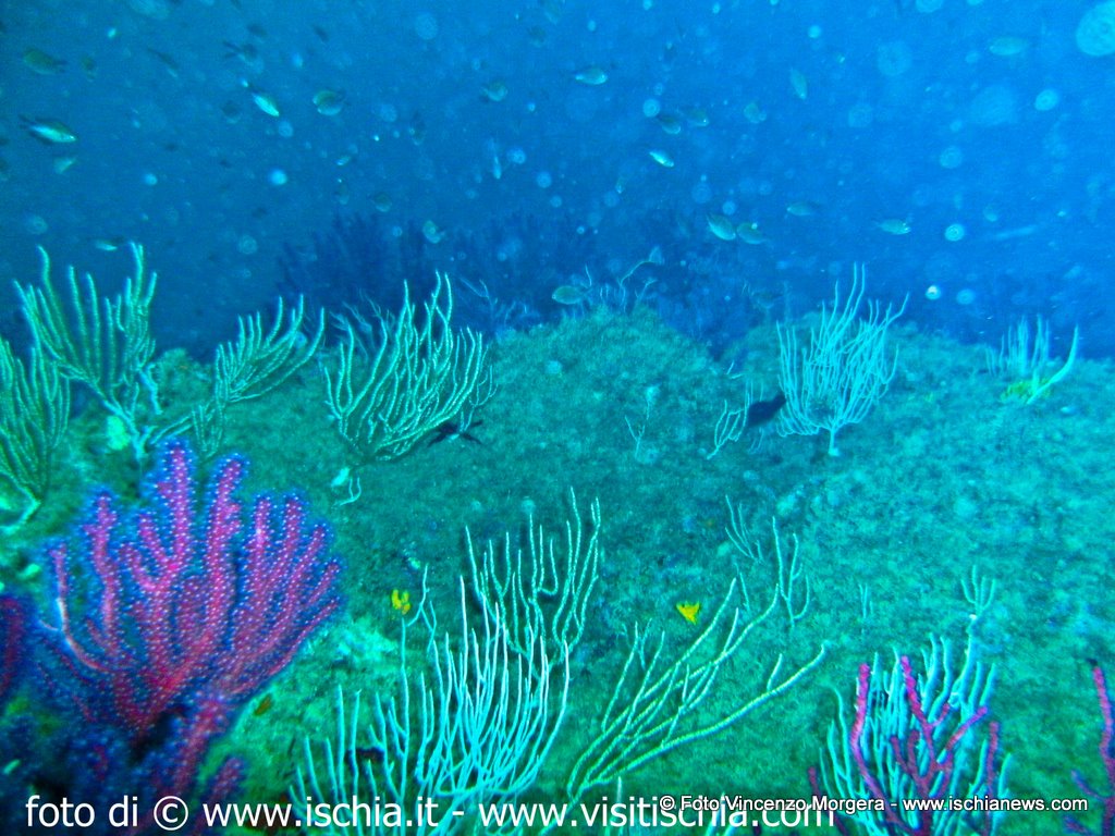 diving-ischia-8